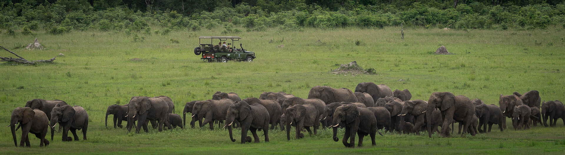 Sable Valley Lodge: Elefanten
