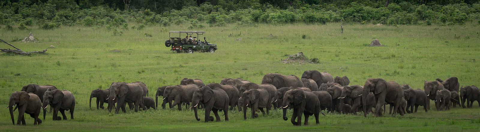 Sable Valley Lodge: Elefanten Sable Valley Lodge: Elefanten