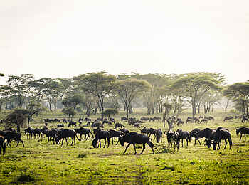 Sanctuary Kichakani Serengeti Camp: Gnuherde Sanctuary Kichakani Serengeti Camp: Gnuherde