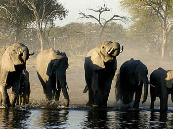 Sango Safari Camp: Elefanten am Flussufer