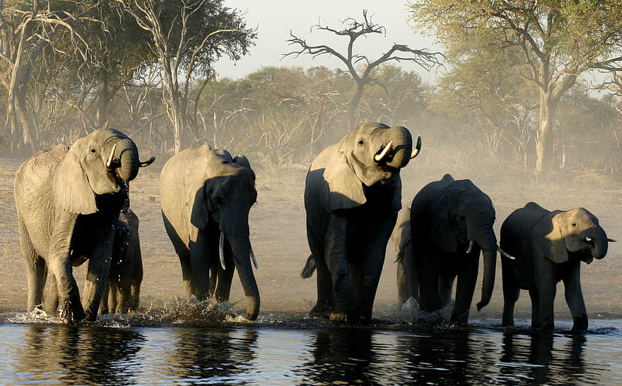 Sango Safari Camp: Elefanten am Flussufer Sango Safari Camp: Elefanten am Flussufer