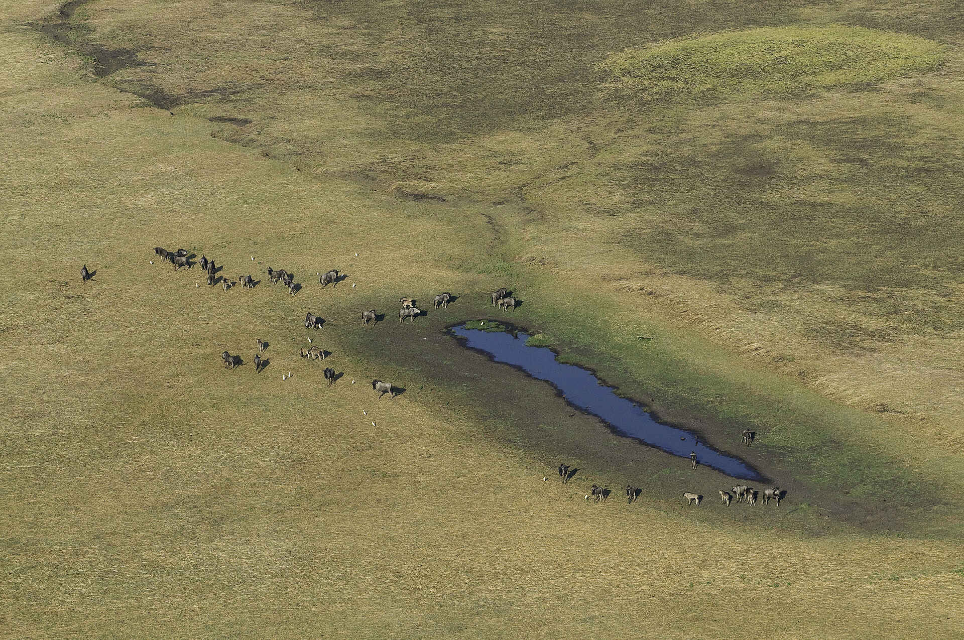 Aerials Busanga, Busanga Plains, Kafue National Park, Schwemmebenen, Antilope, Antilopen, Busanga-Ebenen, Busch, Fauna, Flood Plains, Heißluftballon, Kafue Nationalpark, Pirschfahrt, Pukus, Safari, Shumba Camp, Wilderness Safaris, Wasserloch, Wasserlocht, Abend, Abendstimmung, Atmosphäre, Lichter, Lodge, Romantik, Stimmung