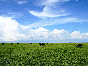 Ubuntu Migration Camp: grasende Gnus