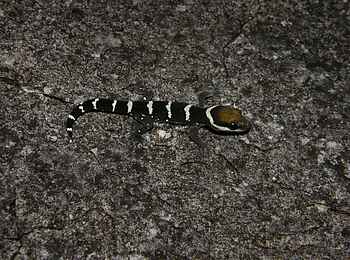 Wasa Lodge: Zebra-Gecko