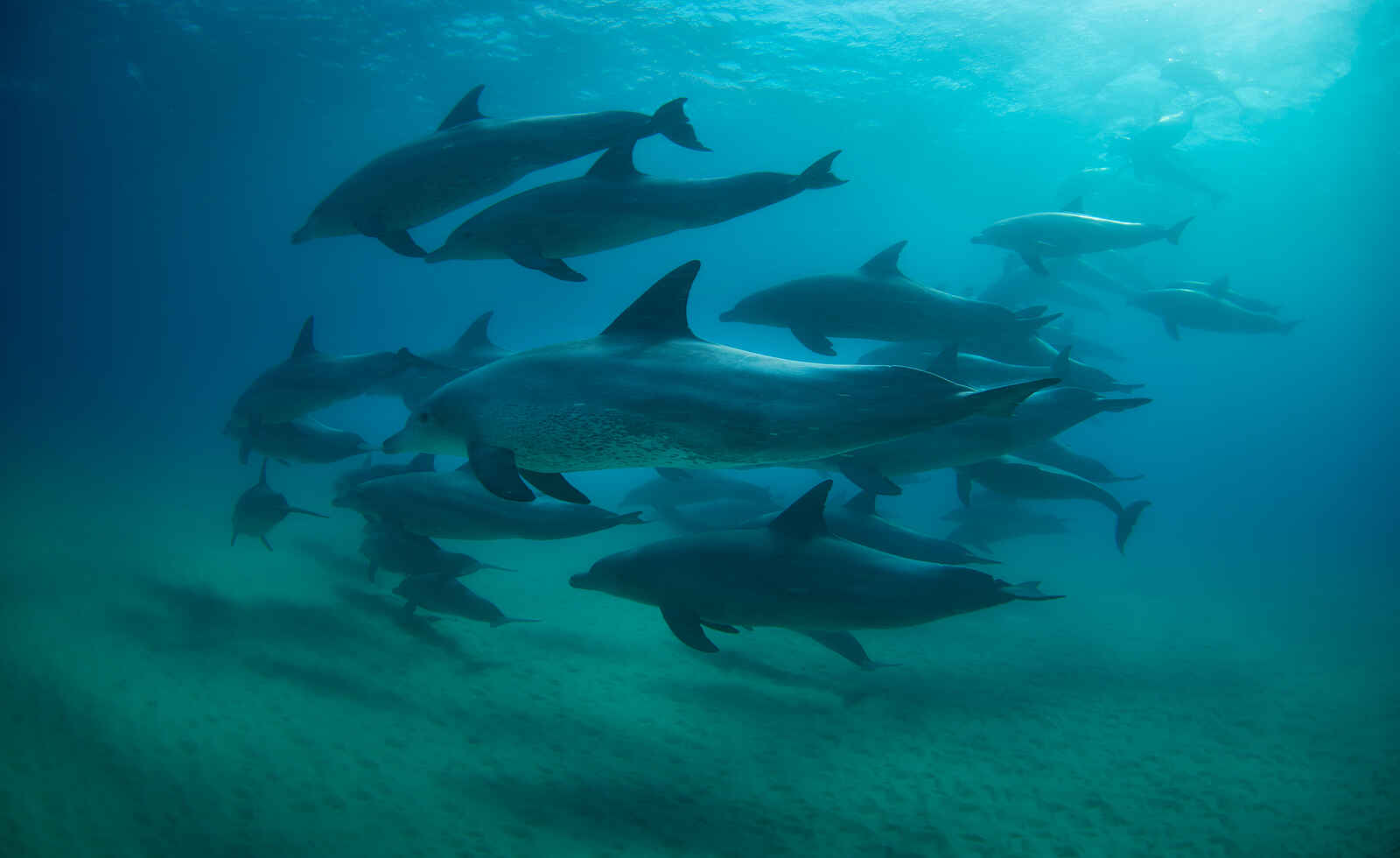 White Pearl Resorts: Delfine hautnah White Pearl Resorts: Delfine hautnah