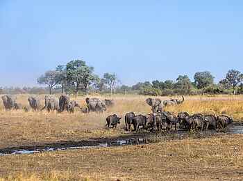 Zarafa Camp: Büffel und Elefanten