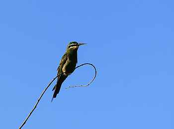 Chilo Ivory Trail Adventure: Blue-Cheeked Bee-Eater