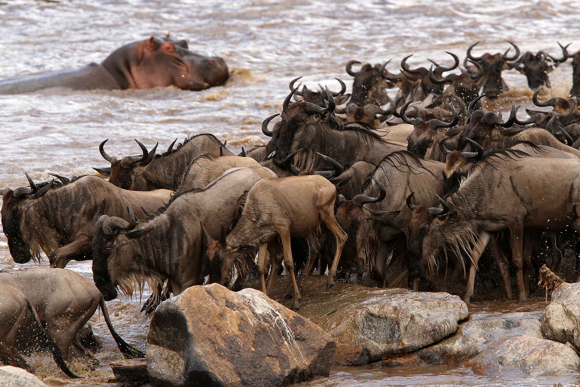 Legendary Serengeti Camp: Gnuherde vor dem Überqueren des Mara River