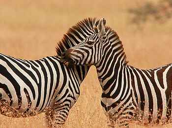 Mahali Mzuri: Zebras