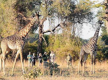 Nkonzi Bush Camp: Giraffen und Wanderer Nkonzi Bush Camp: Giraffen und Wanderer