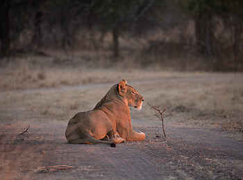 Ntemwa Busanga Bushcamp: Löwin auf der Piste