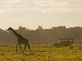 Sanctuary Olonana: Giraffe Sanctuary Olonana: Giraffe