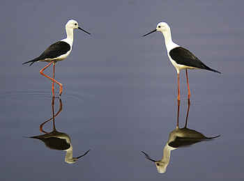 Selinda Camp: Stelzenläufer