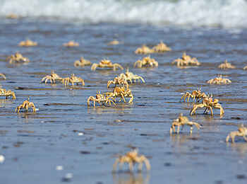 Shipwreck Lodge: Strandkrabben Shipwreck Lodge: Strandkrabben