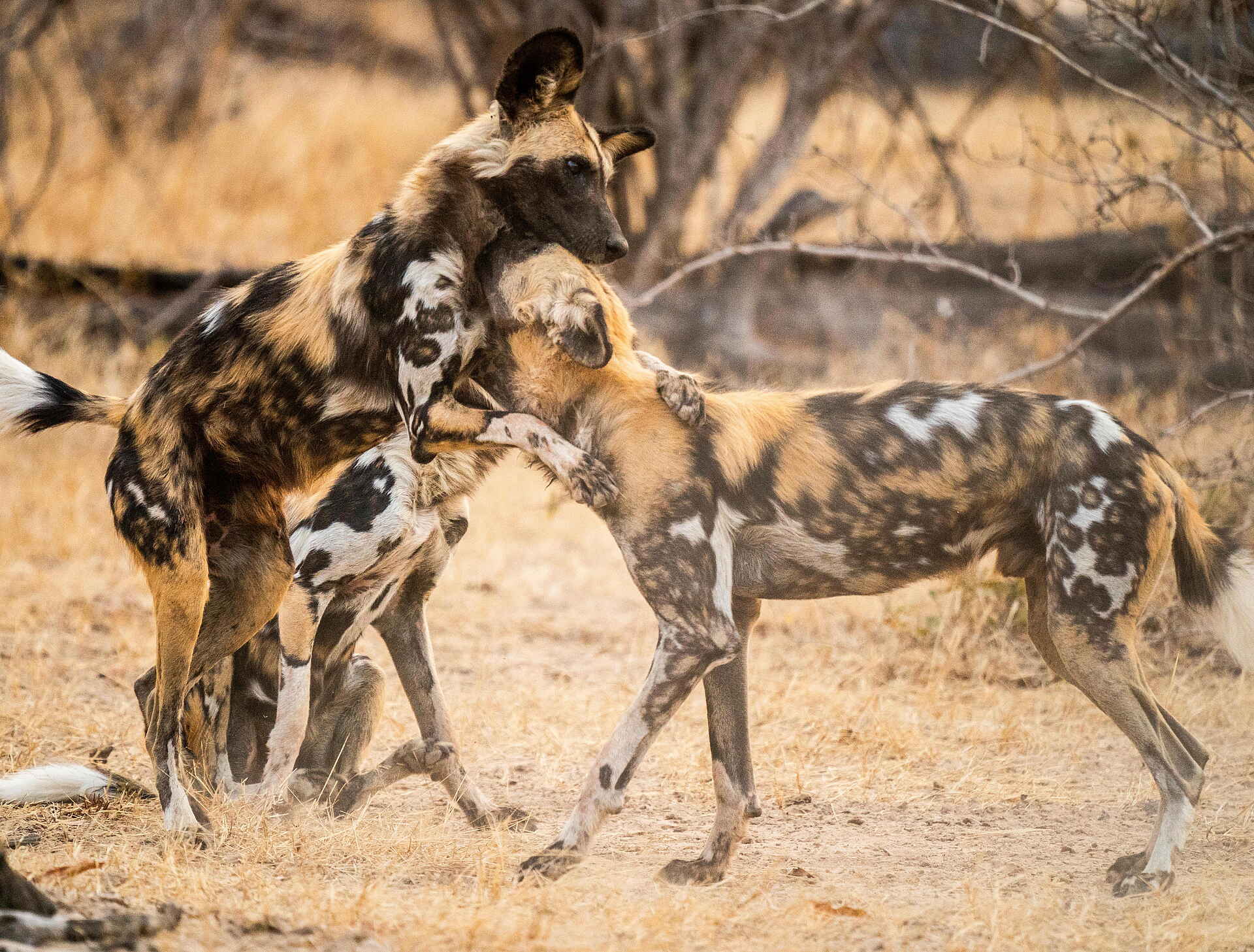 Time + Tide Luwi: Sich balgende Wild Dogs