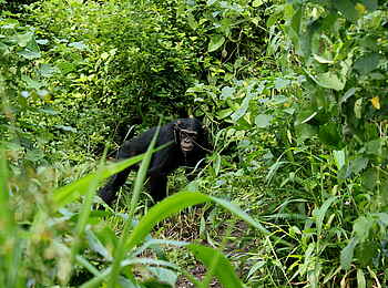 Volcanoes Kyambura Gorge Lodge: Schimpanse in der Vegetation Volcanoes Kyambura Gorge Lodge: Schimpanse in der Vegetation