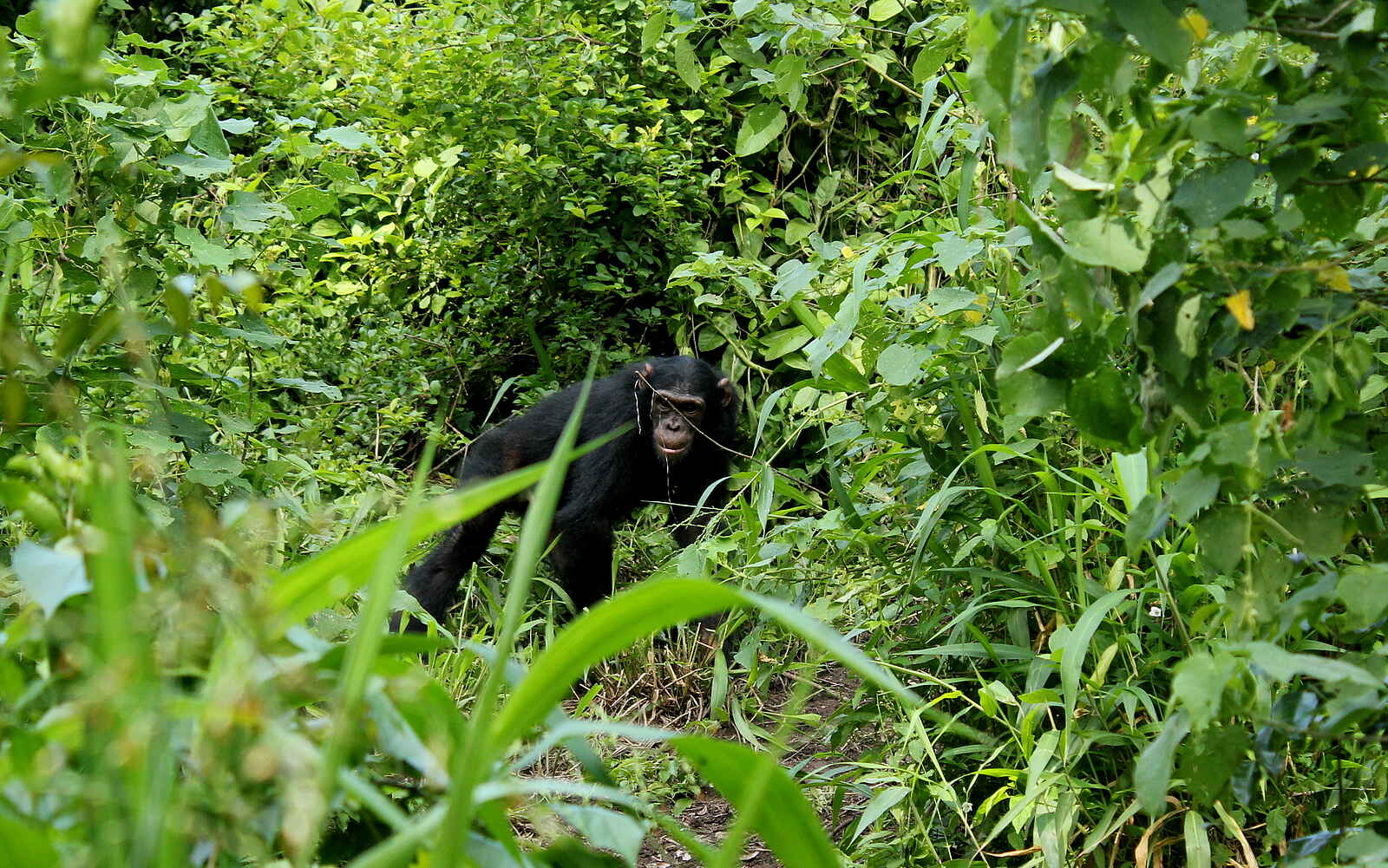 Volcanoes Kyambura Gorge Lodge: Schimpanse in der Vegetation Volcanoes Kyambura Gorge Lodge: Schimpanse in der Vegetation