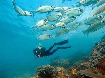 andBeyond Benguerra Island: Tauchgang