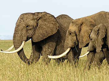 Basecamp Mara Houses: Eine Elefantenherde Basecamp Mara Houses: Eine Elefantenherde