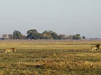 Busanga Bush Camp: Löwen vor dem Camp Busanga Bush Camp: Löwen vor dem Camp