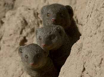 Camp Hwange: Neugierige Zwergmangusten