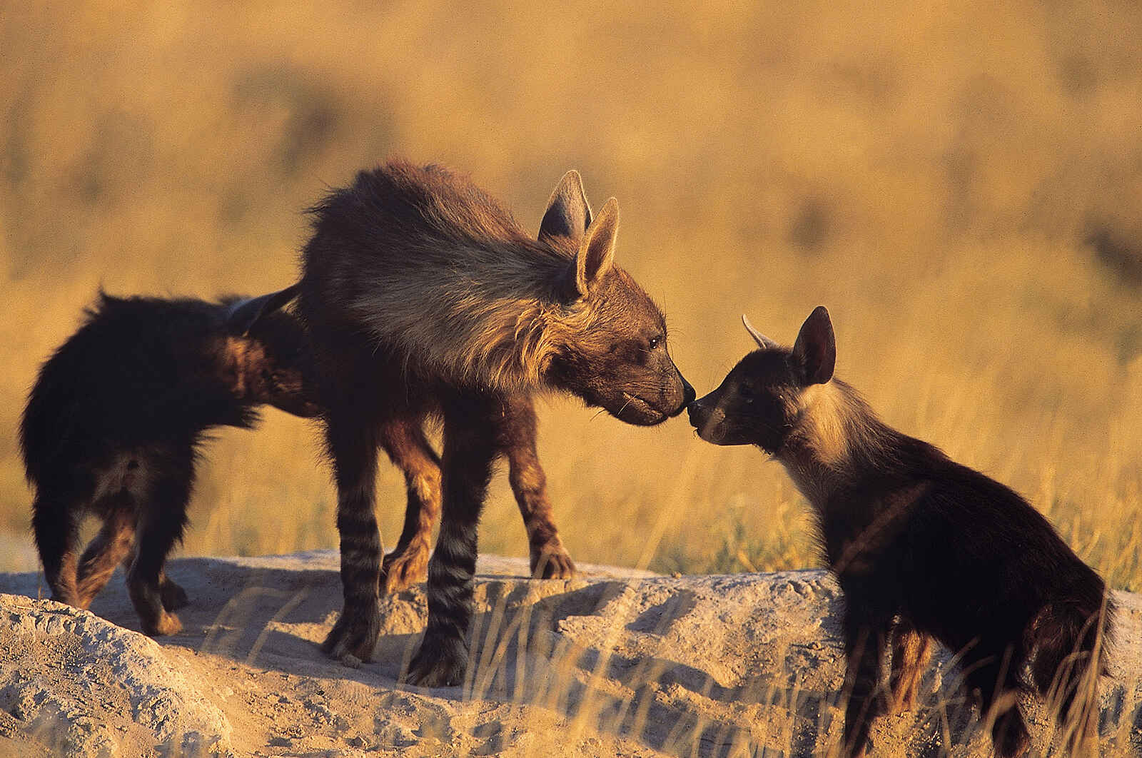 Camp Kalahari: Braune Hyänenwelpen Camp Kalahari: Braune Hyänenwelpen