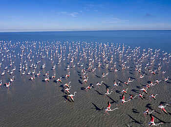 Camp Kalahari: Flamingos