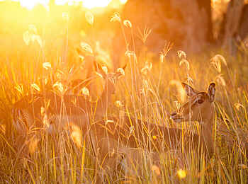 Chitabe Camp: Impalas im hohen Gras
