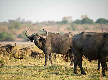 Chobe Water Villas: Büffel