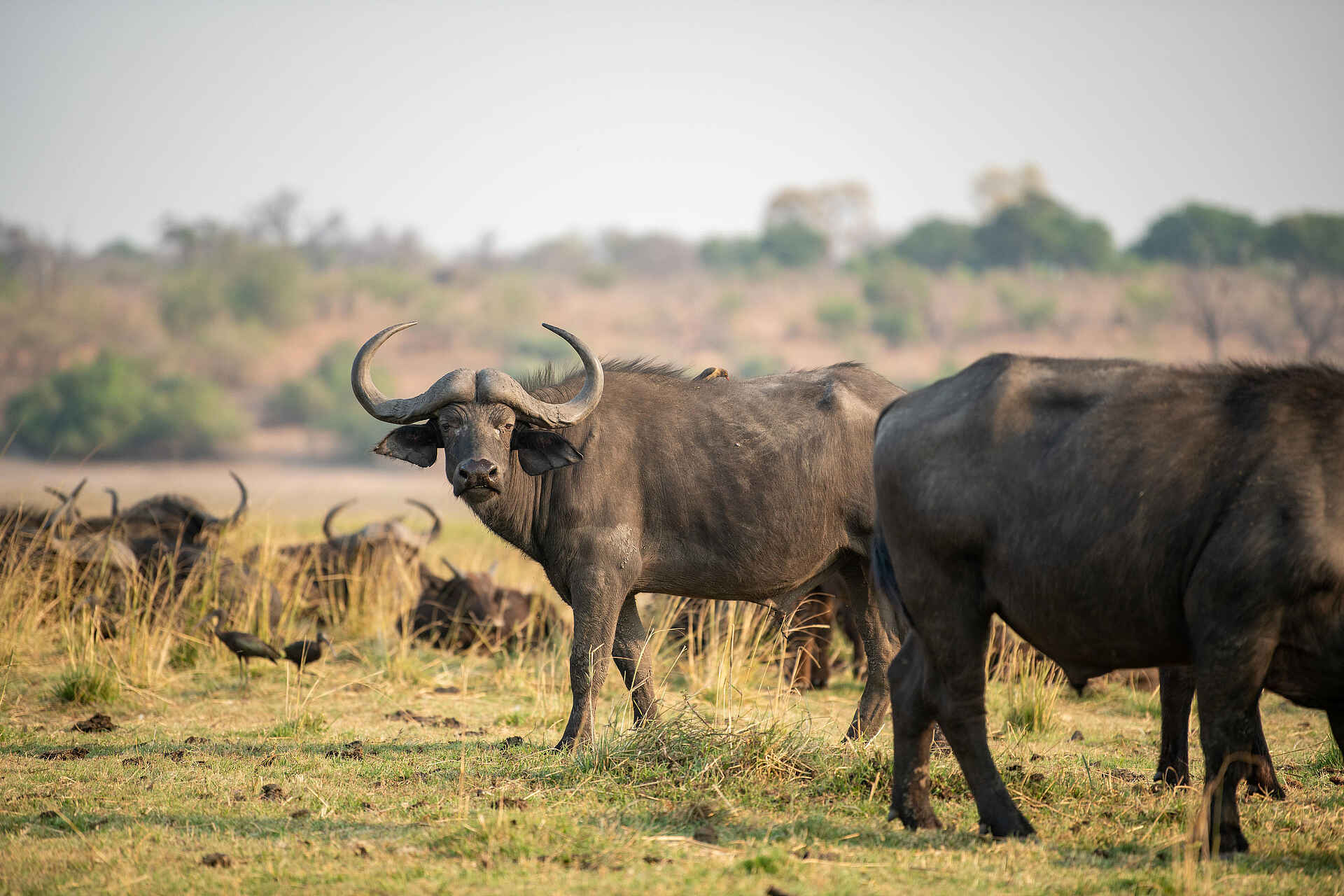 Chobe Water Villas: Büffel