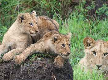 Governors' Camp: Löwenfamilie Governors' Camp: Löwenfamilie