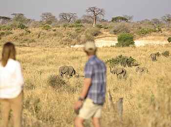 Ikuka Safari Camp: Elefantensichtung bei einer Safari