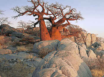 Jack's Camp: Baobab auf Kubu Island