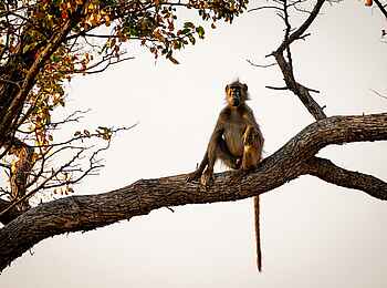 Karangoma Camp: Pavian im Baum Karangoma Camp: Pavian im Baum