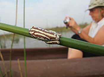 Kujwana Camp: Frosch