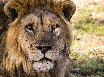 Lemala Nanyukie Lodge: Löwe Lemala Nanyukie Lodge: Löwe