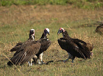 Leopard Lodge: Ohrengeier