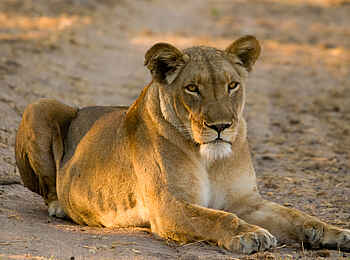 Leopard Lodge: Ruhende Löwin