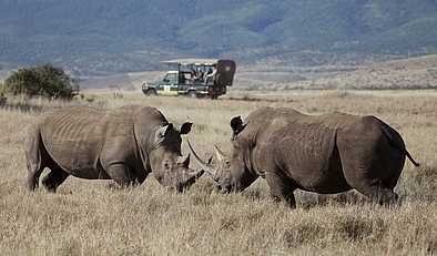 Lewa Safari Camp: Nashörner beim Kampf