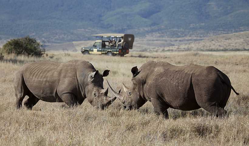 Lewa Safari Camp: Nashörner beim Kampf Lewa Safari Camp: Nashörner beim Kampf