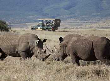 Lewa Safari Camp: Nashörner beim Kampf