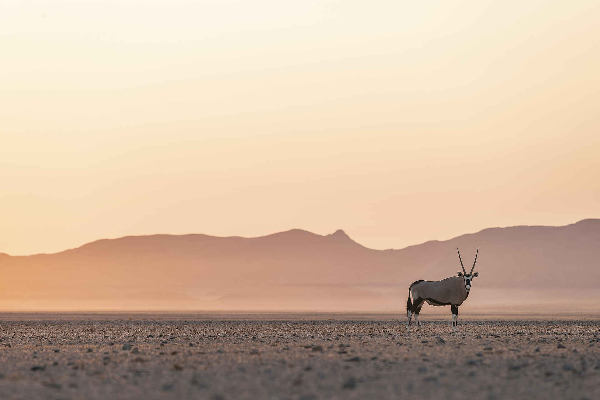 Little Kulala Lodge: Einsame Oryx Antilope