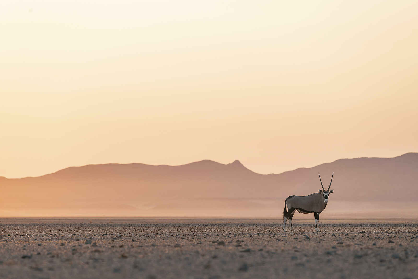 Little Kulala Lodge: Einsame Oryx Antilope Little Kulala Lodge: Einsame Oryx Antilope