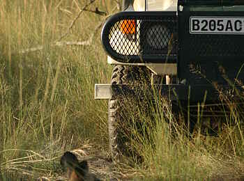 Macatoo Camp: Afrikanischer Wildhund vor Safarifahrzeug