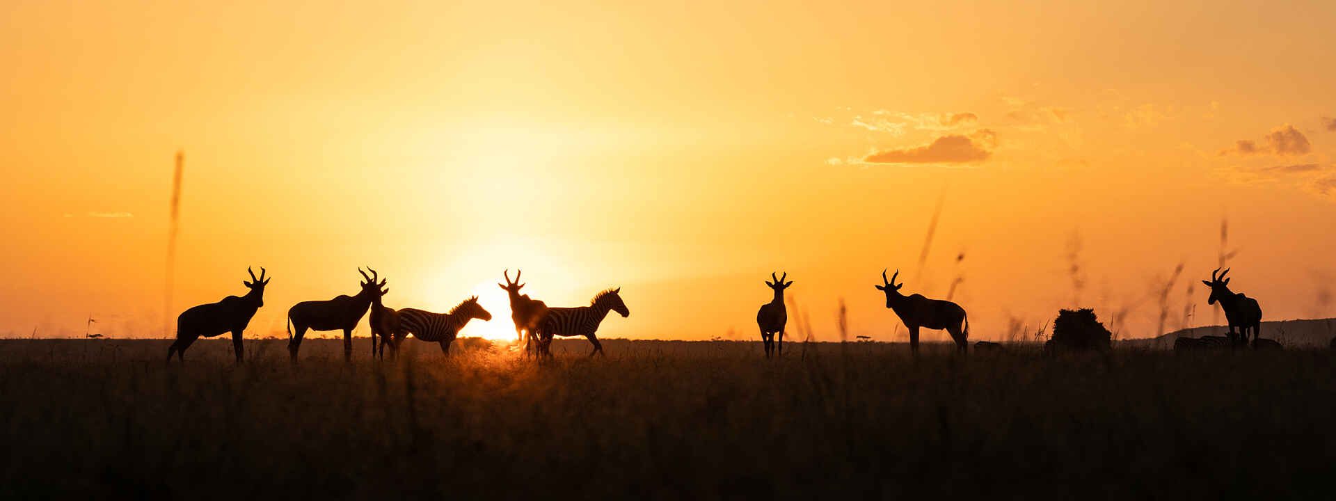 Antilopen und Zebras im Licht des Sonnenuntergangs in der Masai Mara