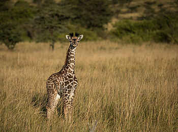 Mara Toto Tree Camp: Babygiraffe