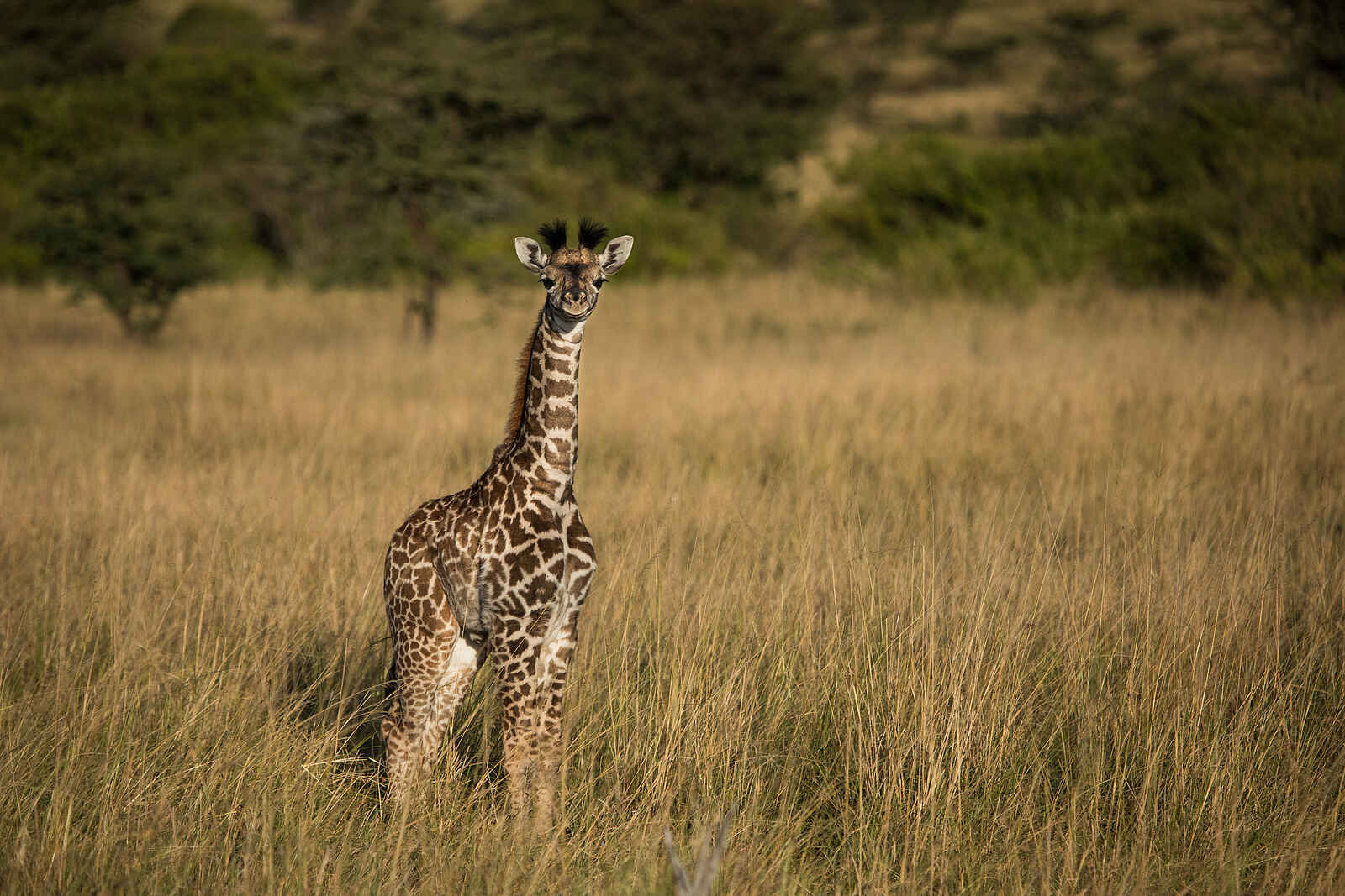Mara Toto Tree Camp: Babygiraffe Mara Toto Tree Camp: Babygiraffe