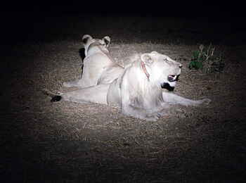 Mkulumadzi Lodge: Ausgewilderte Löwen