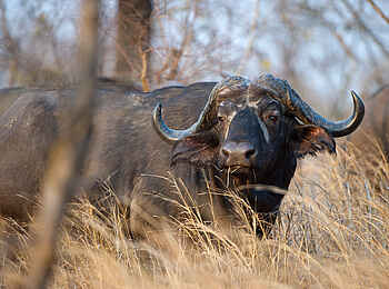 Mkulumadzi Lodge: Büffel