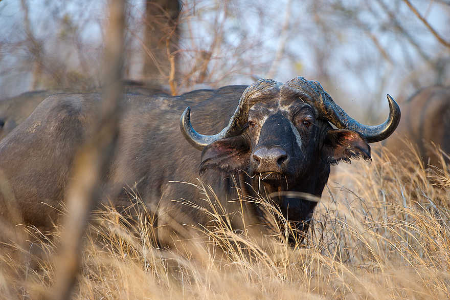 Mkulumadzi Lodge: Büffel Mkulumadzi Lodge: Büffel